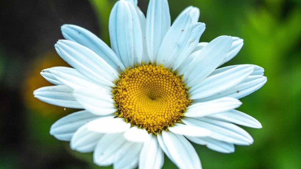 daisies